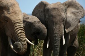 A Colorado court is set to decide whether elephants should have the same rights as humans
