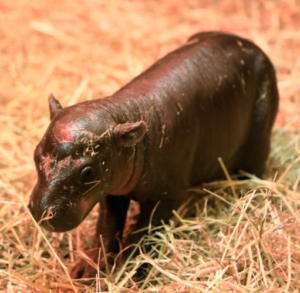 “Incredibly Rare Endangered Pygmy Hippo Born at Edinburgh Zoo”