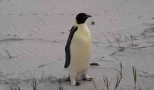 The first emperor penguin known to reach Australia has been found on a tourist beach
