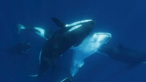 Images Show How an Orca Pod Hunts the World’s Largest Fish