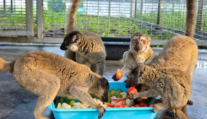 Almost 1,000 endangered animals repatriated to Madagascar in major anti-trafficking landmark