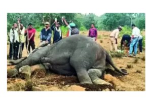 10 elephants die in Bandhavgarh National Park, labs are looking for the possible cause of the fungus