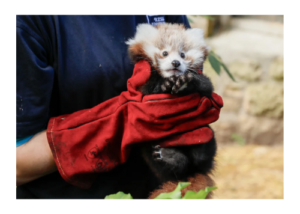 Zoo officials say a baby red panda died due to stress caused by fireworks