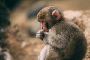 One monkey has been recovered safely, 42 others are at large from South Carolina lab