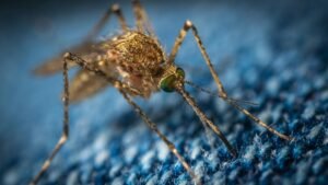 New way to overcome dengue: Deaf mosquitoes stop mating