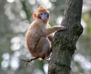 Twenty-four additional monkeys that escaped from a South Carolina laboratory have been found unharmed