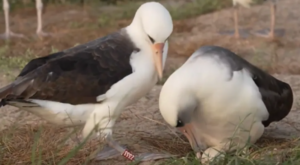 World’s oldest known wild bird lays egg at 74