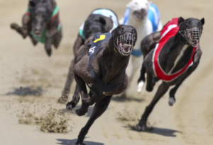 New Zealand to ban greyhound racing