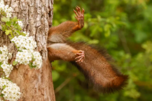 Stuck squirrel wins 2024 Comedy Wildlife Photography award