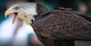 Bipartisan bill naming bald eagle as the national bird heads to Biden’s desk