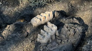 New York homeowner’s yardwork reveals mastodon jaw