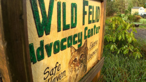 Bird flu kills more than half the big cats at a Washington sanctuary