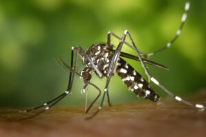 Record outbreak of dengue fever in Central and South America