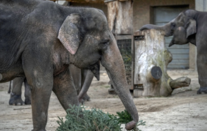 It’s Christmas for the elephants as unsold trees are fed to the animals at Berlin Zoo