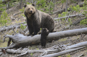 US will keep protecting more than 2,000 Rocky Mountain grizzly bears