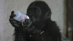 Baby gorilla rescued from cargo hold of Turkish Airlines plane