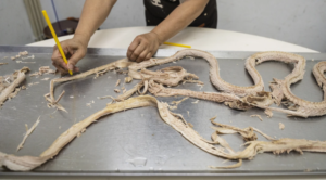 Hong Kong’s snake soup is slithering away but still simmers in a decades-old kitchen