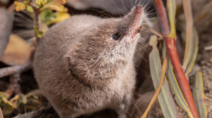 Elusive Californian mammal captured on camera for first time ever