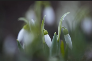 Russia comes in from the cold, with flowers blooming around Moscow in January