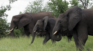 Tourist trampled to death by elephant while reportedly trying to save his grandchild at South Africa park