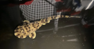 Baby shark mysteriously born in aquarium tank housing only females