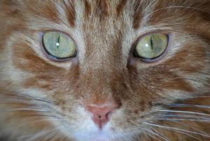 Cats won’t be banned in Scotland, the government confirms