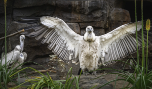 Cape vultures are swooping into a new exhibit at the Los Angeles Zoo