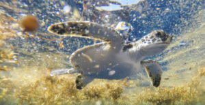 Scientists solve the mystery of sea turtles’ ‘lost years’
