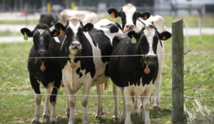 Second type of bird flu detected in US dairy cows