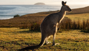 Scientists produced world’s first kangaroo embryo through IVF. It has sparked hope for marsupial conservation