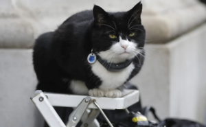 It’s the ‘purr-fect’ job. Britain’s top feline diplomat comes out of retirement