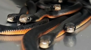 102 snakes removed from homeowner’s garden in Sydney