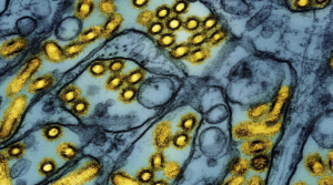 Live poultry markets ordered shut in New York City due to avian flu outbreak
