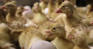 Bird flu confirmed in older Wyoming woman who likely had contact with infected flock at her home