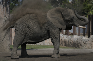Mexico’s Supreme Court orders a zoo to improve conditions for Ely the elephant