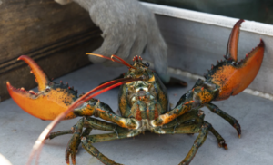 US lobster catch drops as crustaceans migrate to colder Canadian waters
