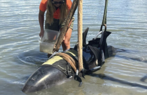 One moment, calm waters. The next, a 900-pound dolphin landed on their boat