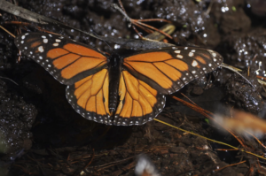 Monarch butterflies wintering in Mexico rebound this year