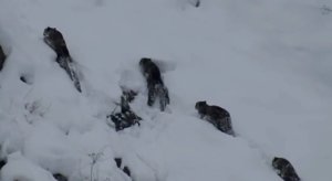 Rare sighting of four snow leopards together sparks frenzy of excitement