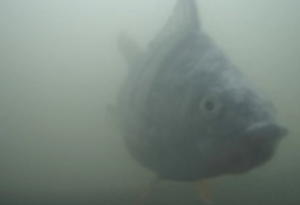 A Dutch ‘fish doorbell’ has turned into an unlikely online hit combining slow TV and ecology