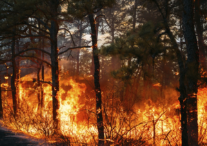 Wildfires prompt evacuations and an emergency declaration in the Carolinas