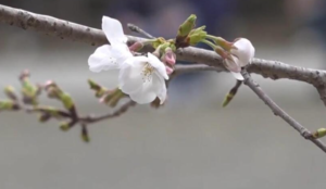 Japan’s weather agency declares flowering of Tokyo’s cherry blossoms as the festive season begins