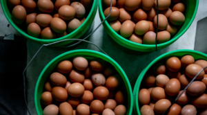 Egg prices are falling. But there’s a catch