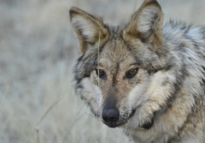 Snatched pets and livestock deaths blamed on wolves raise alarms in rural New Mexico