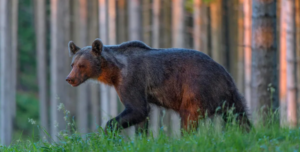 Slovakia approves cull of 350 bears after latest fatal attack