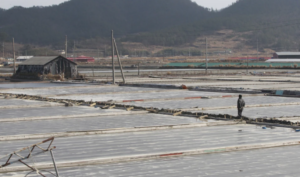 US blocks sea salt imports from South Korean salt farm over forced labor concerns