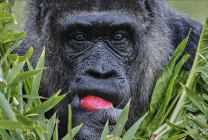 Fatou, the world’s oldest gorilla in a zoo, is celebrating her 68th birthday in Berlin