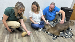 Giant rodents cuddle with visitors at the Capybara Cafe in Florida