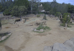 Elephants at San Diego safari park huddle to protect calves during earthquake