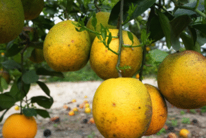 Major Florida grower plans to build new community after ending citrus operations